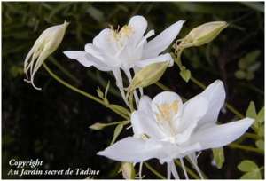 Les fleurs blanches